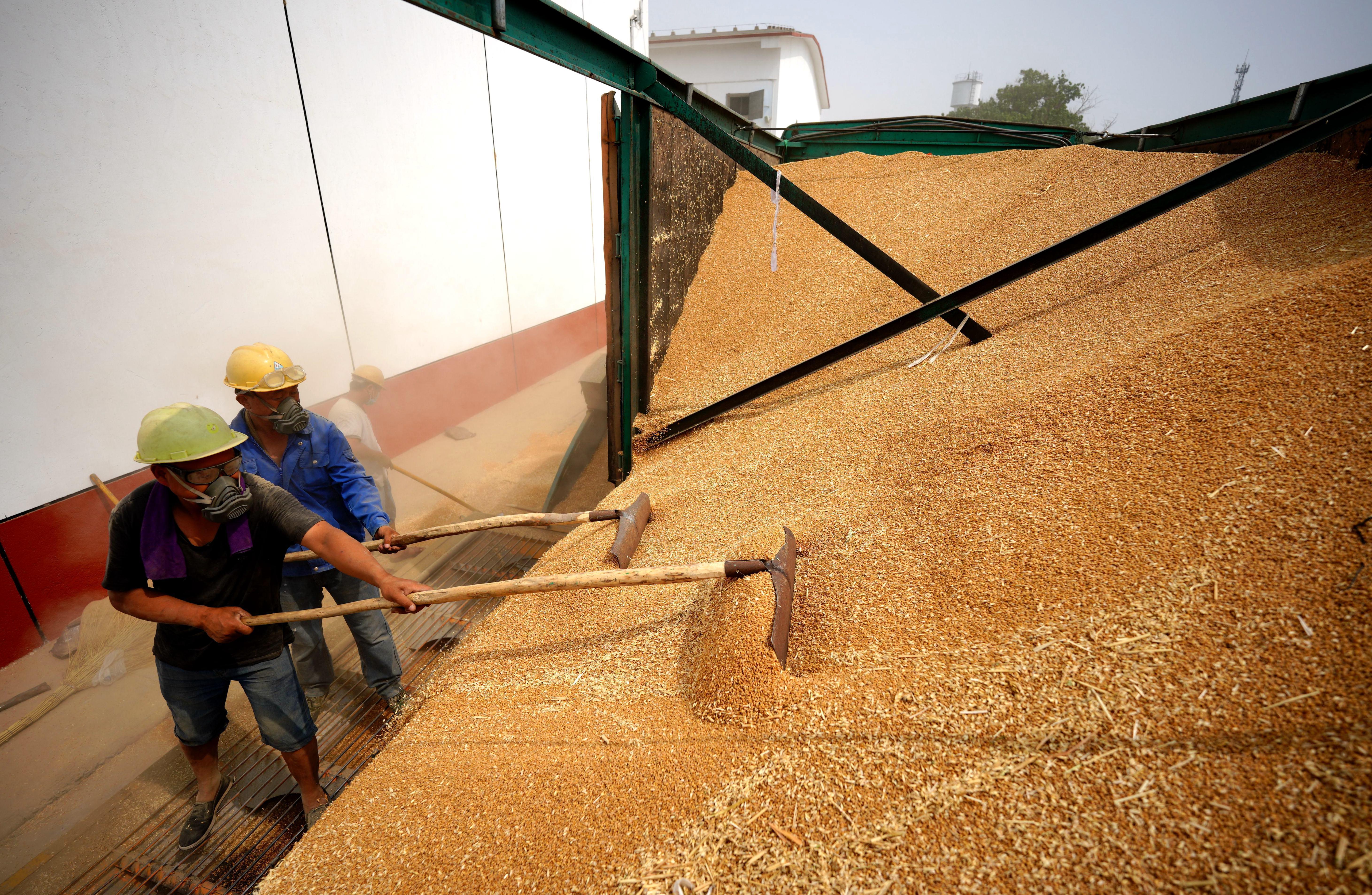 河北柏鄉(xiāng)：糧食收儲(chǔ)忙