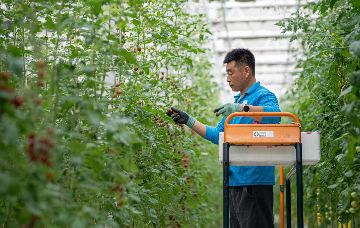 吉林永吉：科技點(diǎn)亮黑土地現(xiàn)代農(nóng)業(yè)